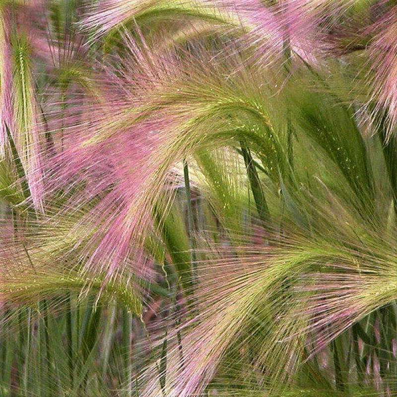 Hordeum jubatum